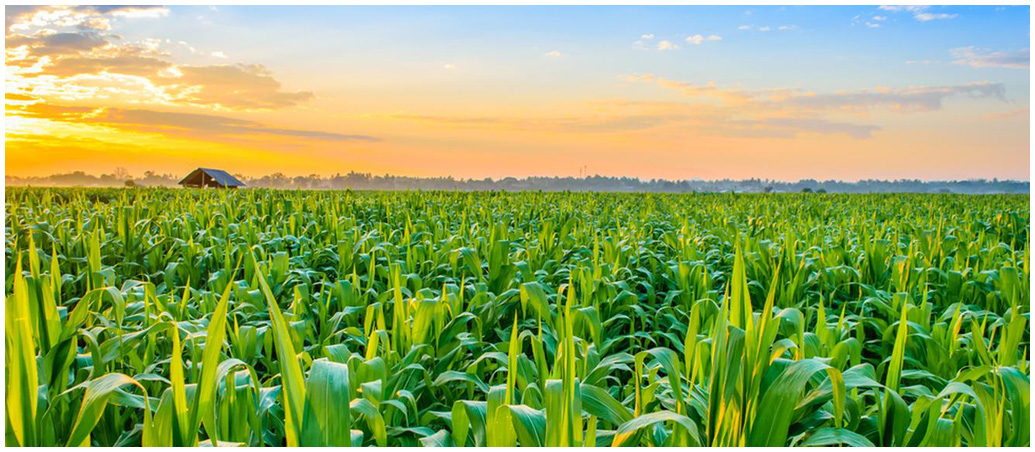 Agri Business