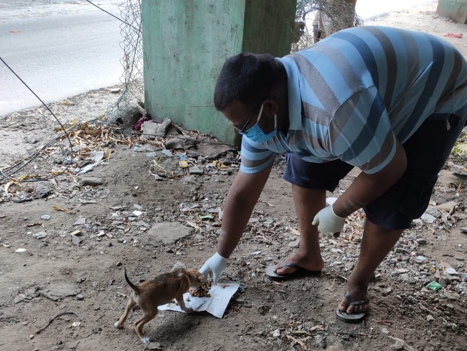 Covid-19 Relief, Feeding Street Animals with Fresh Food & Water Supply